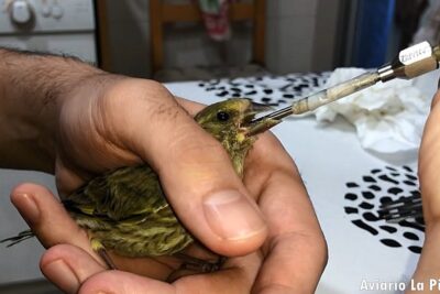 cuando y como alimentar a las crias de aves guia para cuidadores