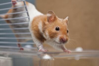 cuantas veces al mes debo limpiar la jaula de un hamster