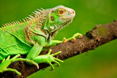 cuanto espacio necesita mi iguana para sentirse segura
