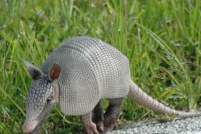 cuidados esenciales para tener un armadillo como mascota