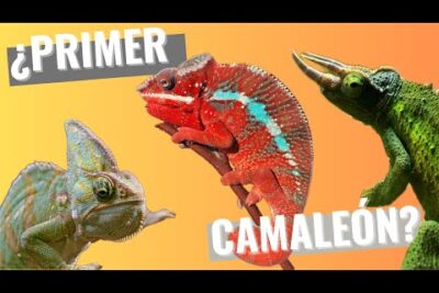 cuidados especiales para una vida saludable de los camaleones