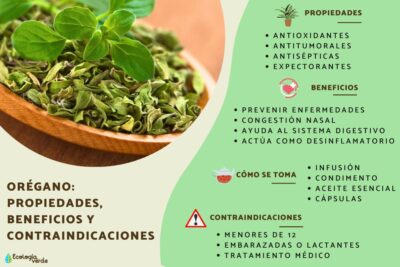 cuidados especificos para el oregano susodichos guia esencial