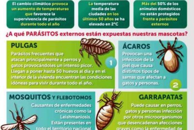 cuidados especificos para insectos como mascotas guia esencial