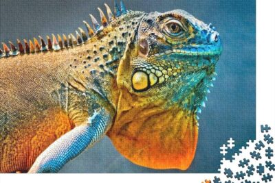 desafios ideales de rompecabezas para reptiles activos