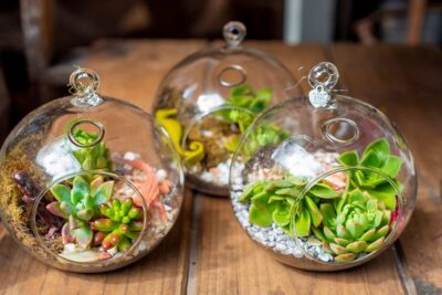 descubre otros usos creativos y sorprendentes para los terrarios