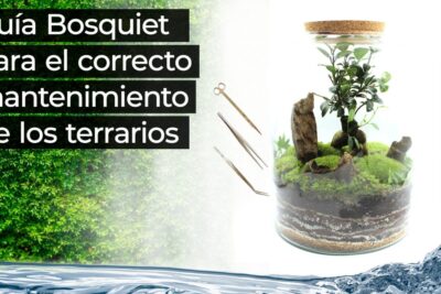 desmitificando mitos comunes sobre el cuidado de terrarios