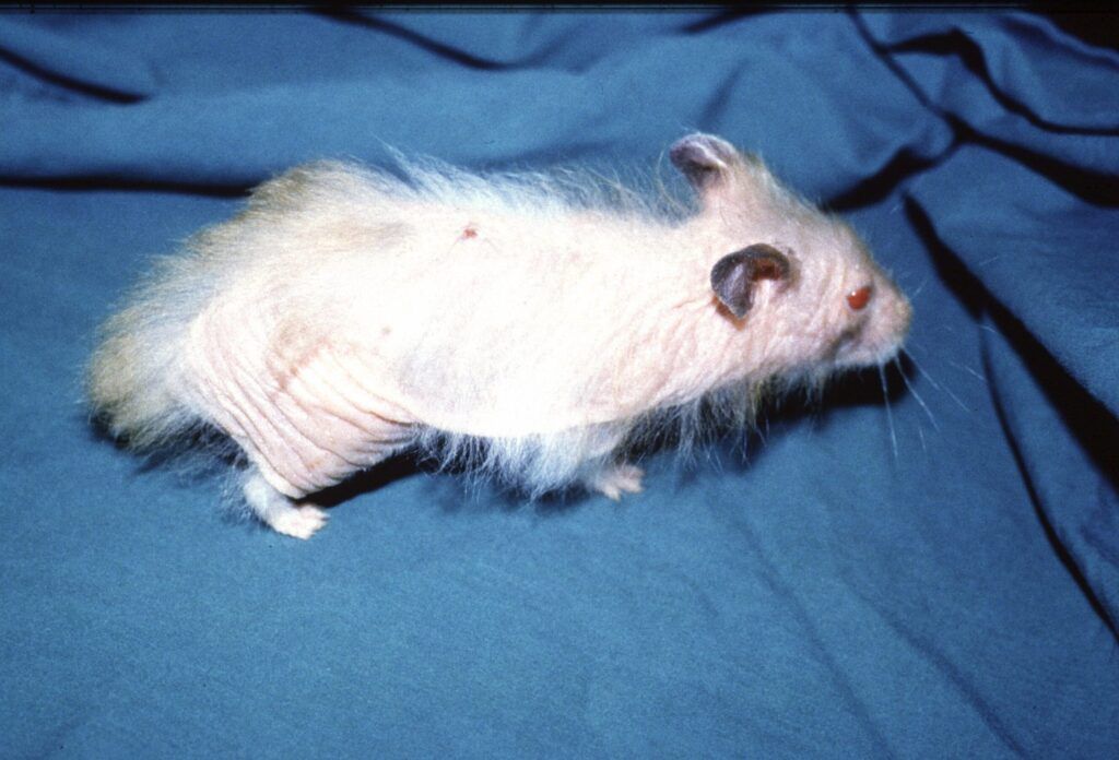 deteccion de enfermedades infecciosas en roedores