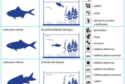 dieta especifica para peces que viven mas de 20 anos