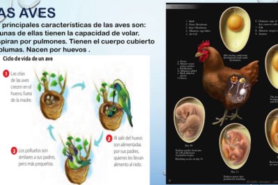 diferencias en el ciclo de vida de reptiles exoticos