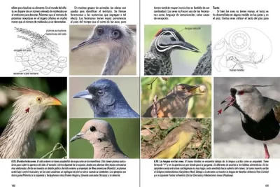 diferencias en la conducta de diversas especies de aves