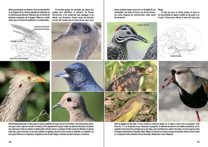 diferencias en la conducta de diversas especies de aves