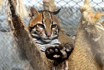 diferencias entre animales salvajes y exoticos segun la ley