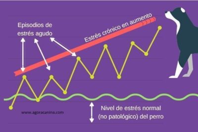 diferencias entre estres agudo y cronico en mascotas