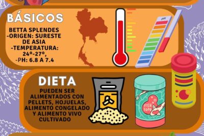 diversificacion de la alimentacion de un pez betta en casa