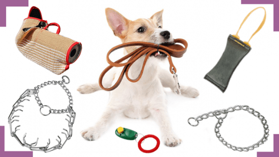 donde encontrar tutores para el entrenamiento de cachorros