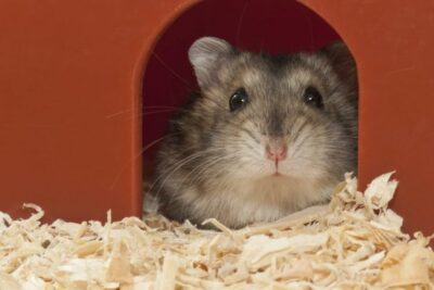 efectos de introducir nuevas hembras en un grupo de hamsters