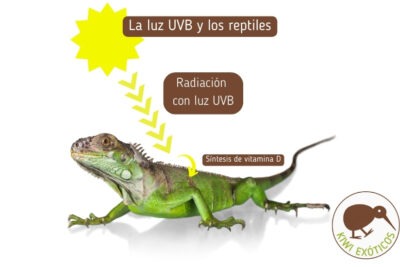 efectos de las luces uvb en la salud y comportamiento de reptiles