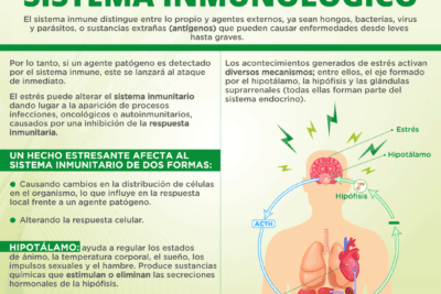 efectos del estres en el sistema inmunologico implicaciones y mas