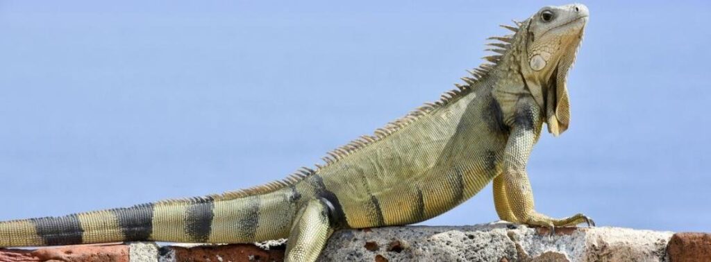 ejercicio diario necesario para mantener sana a una iguana