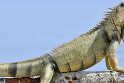 ejercicio diario necesario para mantener sana a una iguana
