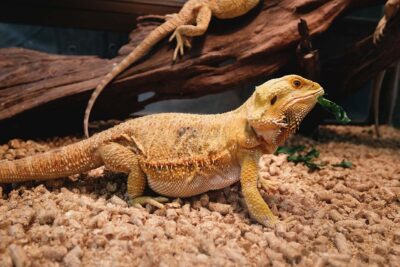 ejercicio seguro en casa para reptiles tipos y recomendaciones
