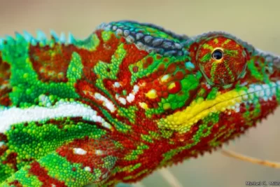el fascinante misterio del cambio de color en los camaleones
