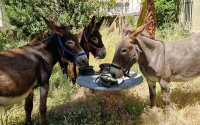 el lenguaje corporal del burro todo lo que debes saber