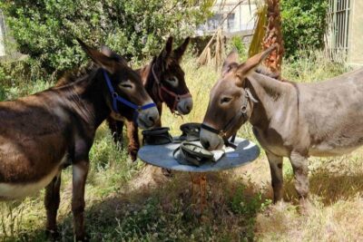 el lenguaje corporal del burro todo lo que debes saber