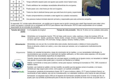 el papel de la decoracion en el alojamiento de una iguana
