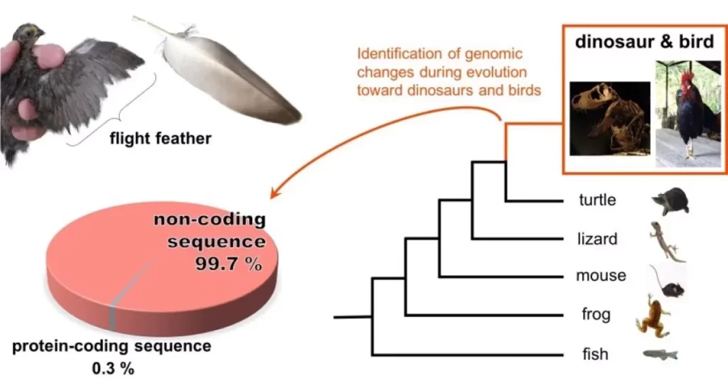 el papel de la genetica en el comportamiento de las aves