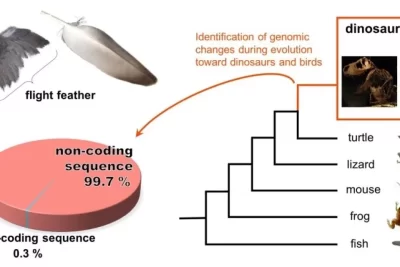 el papel de la genetica en el comportamiento de las aves