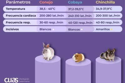 elementos a considerar en un examen clinico de conejos
