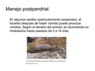 enfermedades reproductivas en reptiles causas y sintomas clave