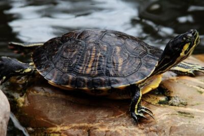 enriquecimiento del entorno de tortugas para su salud y bienestar