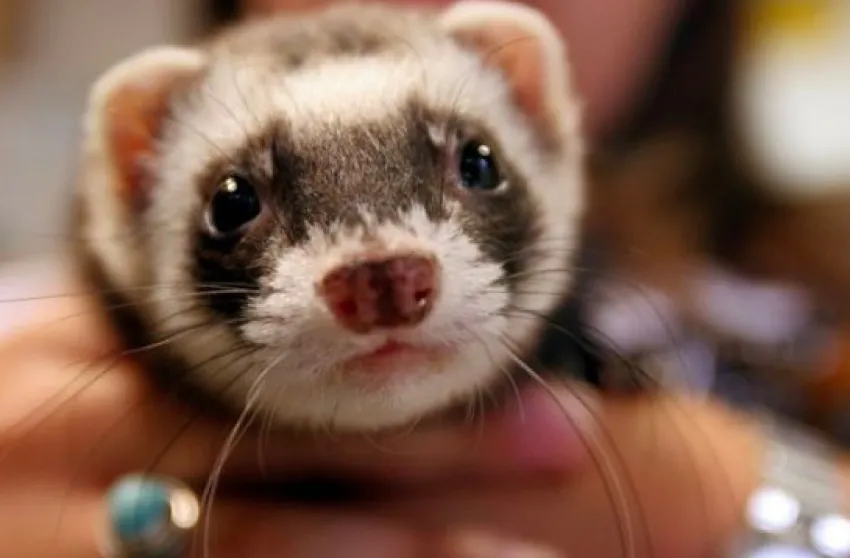enriquecimiento en el transporte de mascotas
