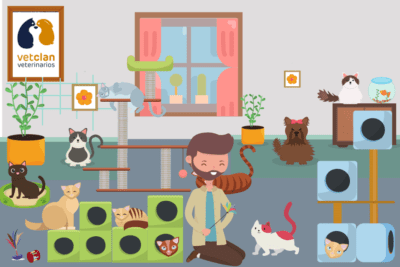 enriquecimiento ideal segun la personalidad de tu mascota
