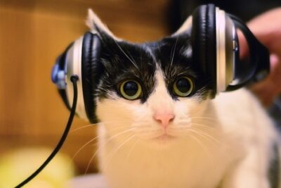 enriquecimiento musical una experiencia para tus mascotas
