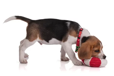 enriquecimiento prevencion de problemas de comportamiento animal