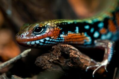 enriquecimiento y agresividad en reptiles analisis completo