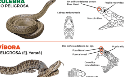 entornos ideales para prevenir enfermedades en reptiles