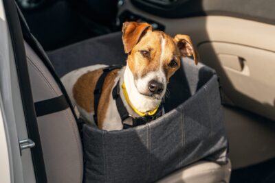 entrenando a tu mascota para que este comoda en el coche