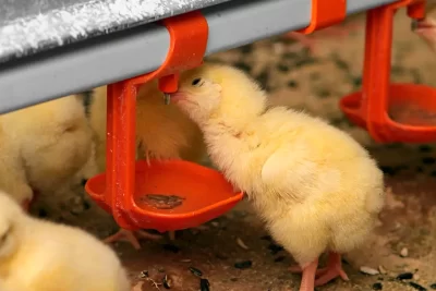 equipamiento esencial para el alojamiento adecuado de aves