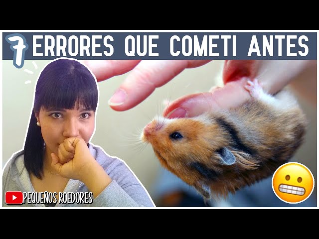 errores comunes al criar hamsters guia para principiantes