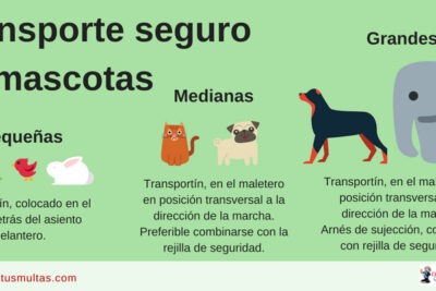 errores comunes en el transporte de mascotas que debes evitar