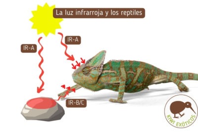 errores comunes en la iluminacion de reptiles que debes evitar