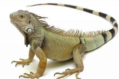 es bueno que las iguanas tengan acceso a un patio