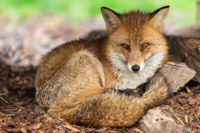 es legal tener un zorro como mascota en diferentes paises y estados
