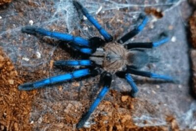 es legal tener una tarantula como mascota en tu pais o estado