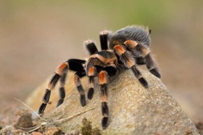 es necesario acostar a mi tarantula para su bienestar