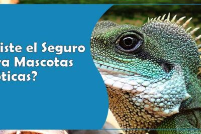 es necesario un seguro especial para mascotas exoticas